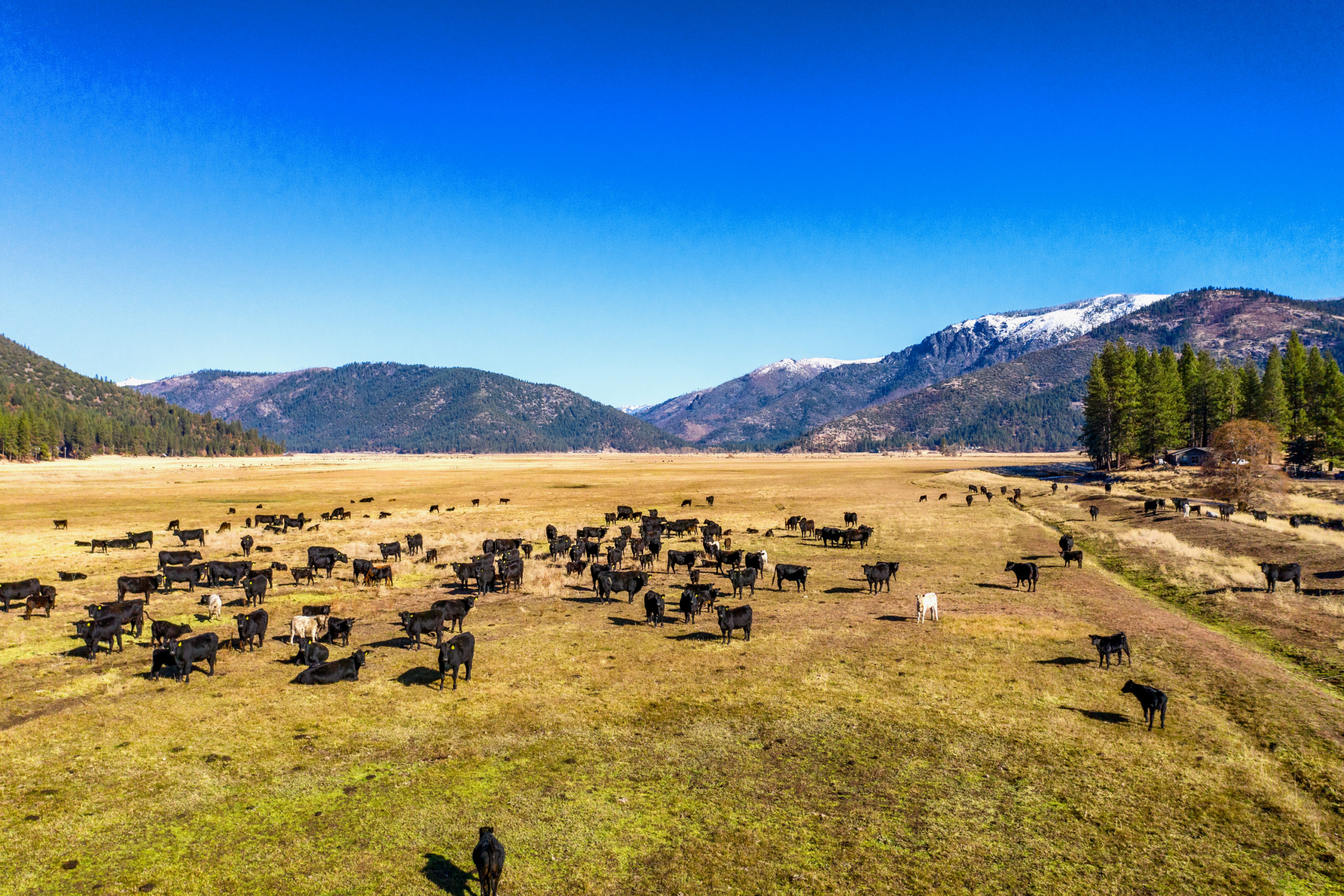 Harlan Cattle Ranch California Outdoor Properties